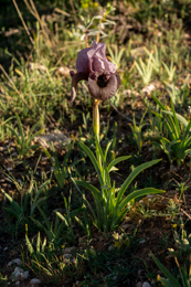 Al-Arz;Iris;Iris-Cedreti;Kaleidos;Kaleidos-images;Lebanon;Middle-East;Near-East;Proche-Orient;Tarek-Charara;Flowers;Endemic;Endangered-species;Endemic-species;Critically-endangered;Critically-endangered-species